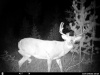 Trail camera Pictures